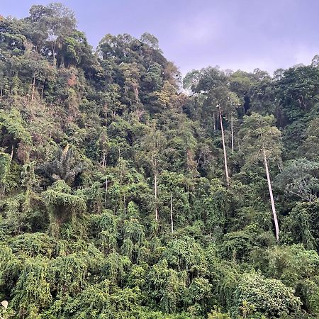 Ridho'S Homestay & Jungle Trekking 武吉拉旺 外观 照片