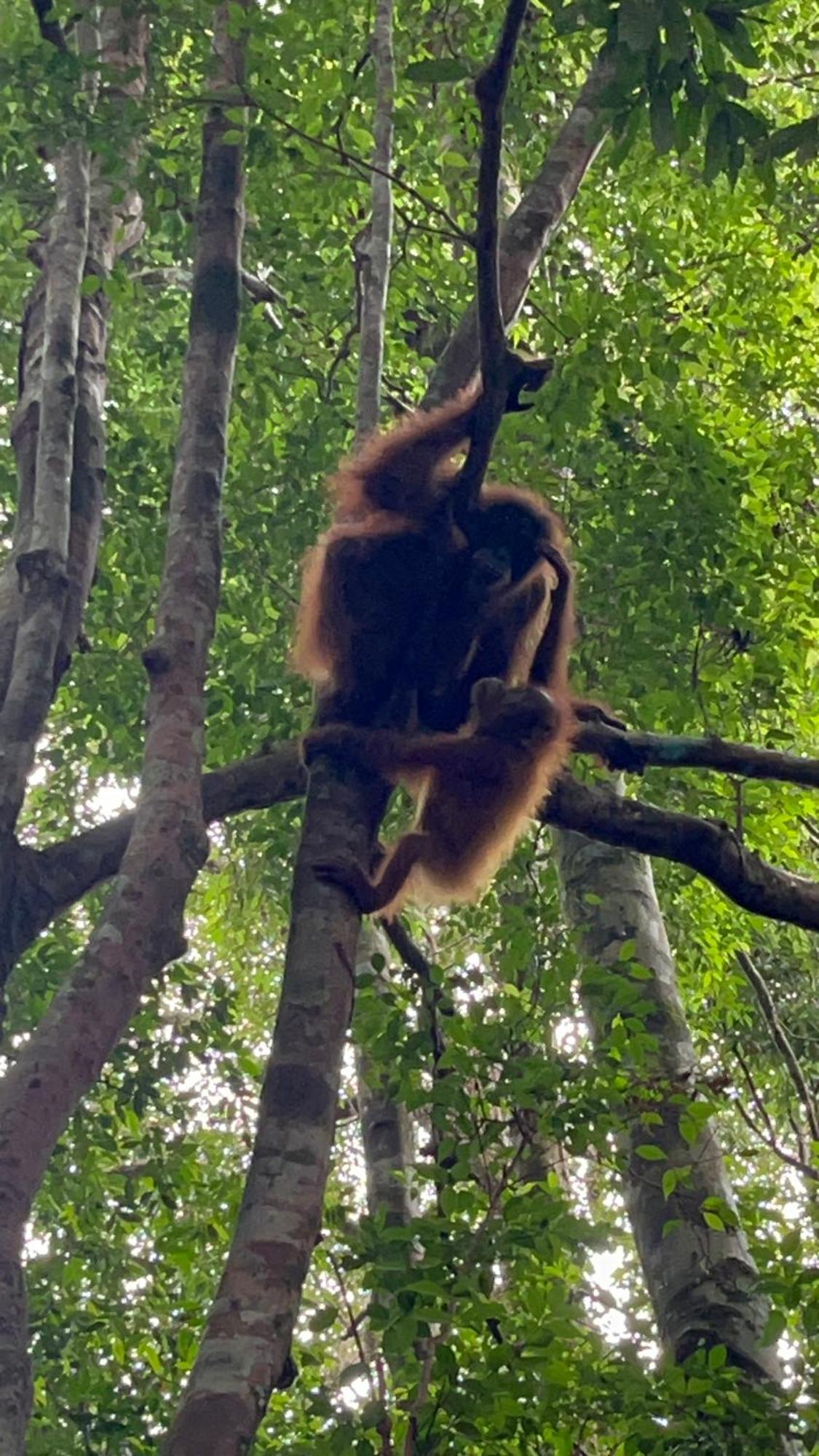 Ridho'S Homestay & Jungle Trekking 武吉拉旺 外观 照片