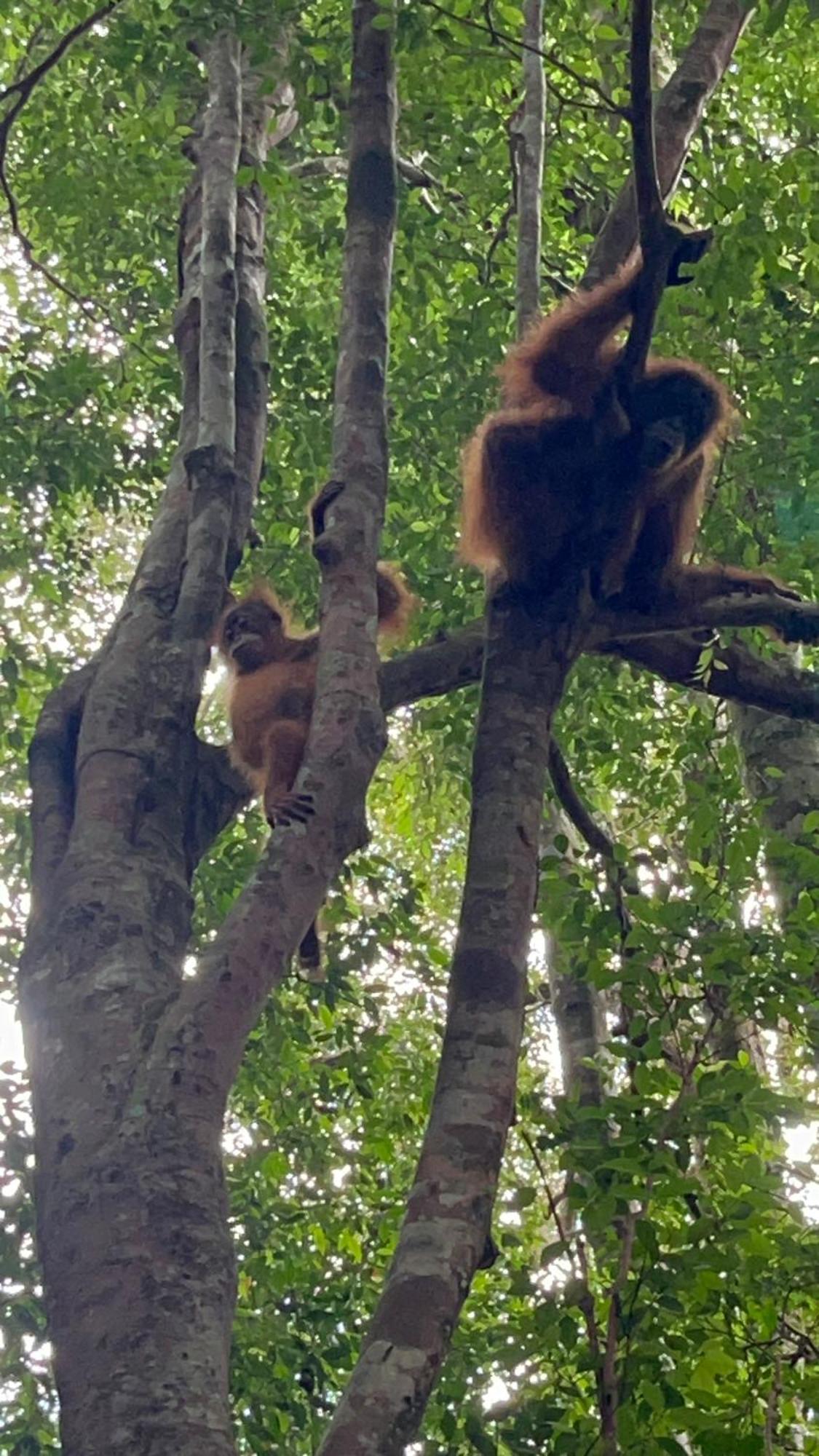 Ridho'S Homestay & Jungle Trekking 武吉拉旺 外观 照片