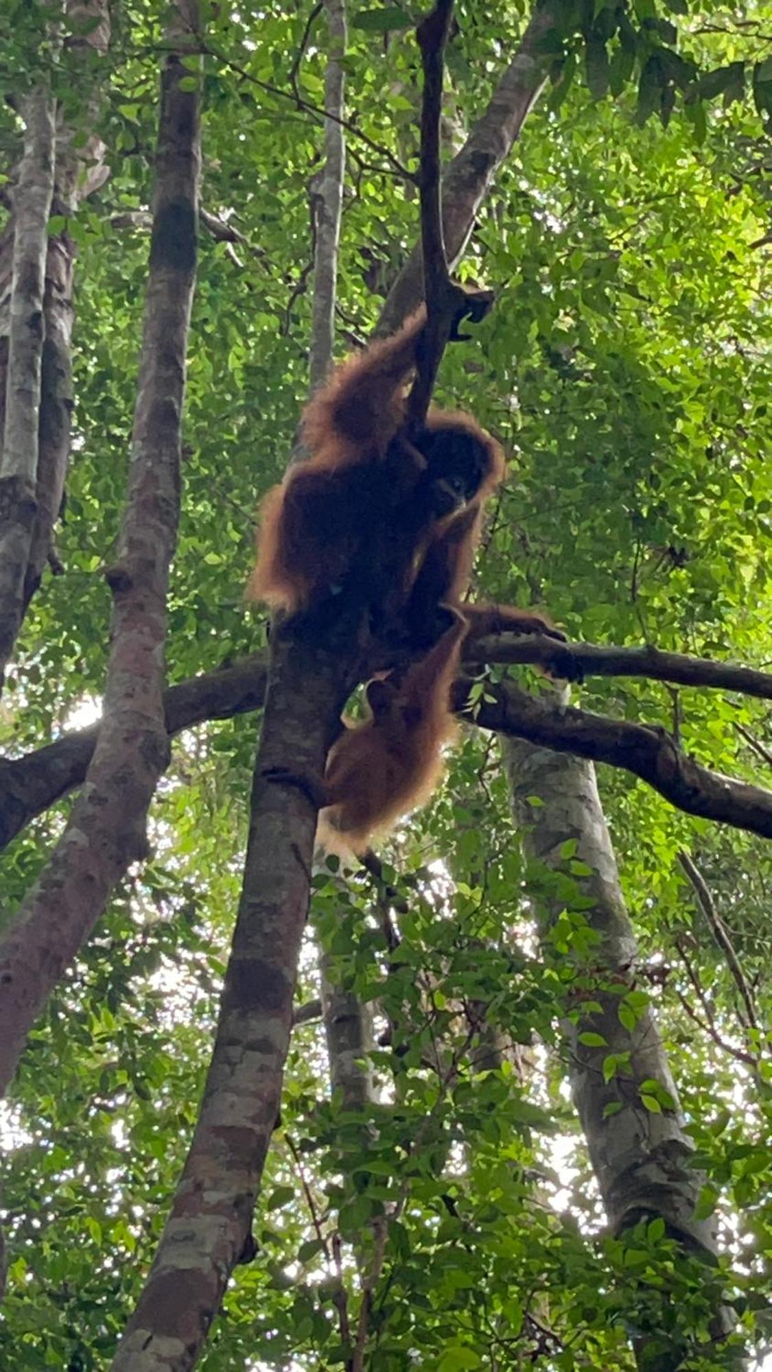 Ridho'S Homestay & Jungle Trekking 武吉拉旺 外观 照片