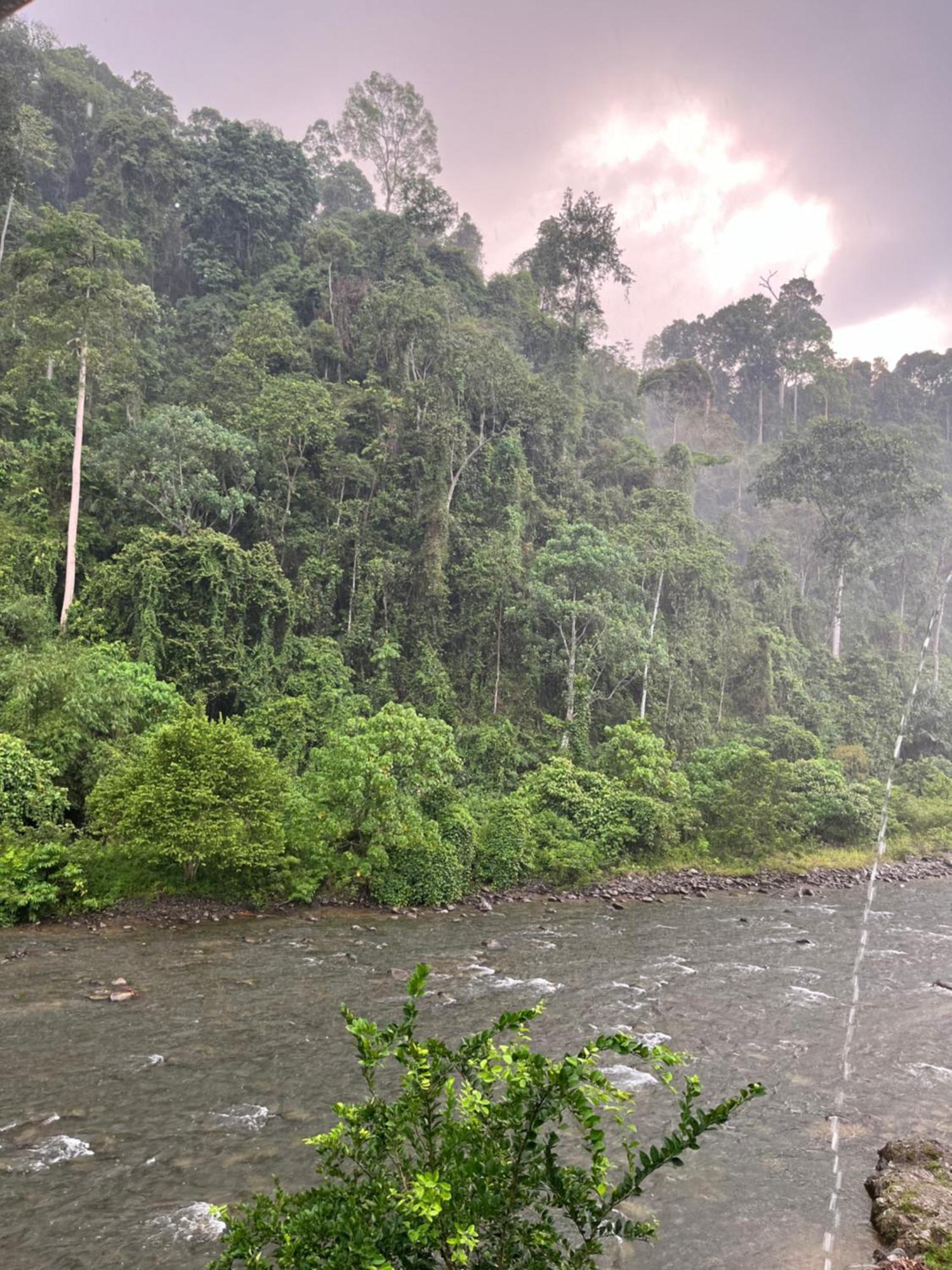 Ridho'S Homestay & Jungle Trekking 武吉拉旺 外观 照片