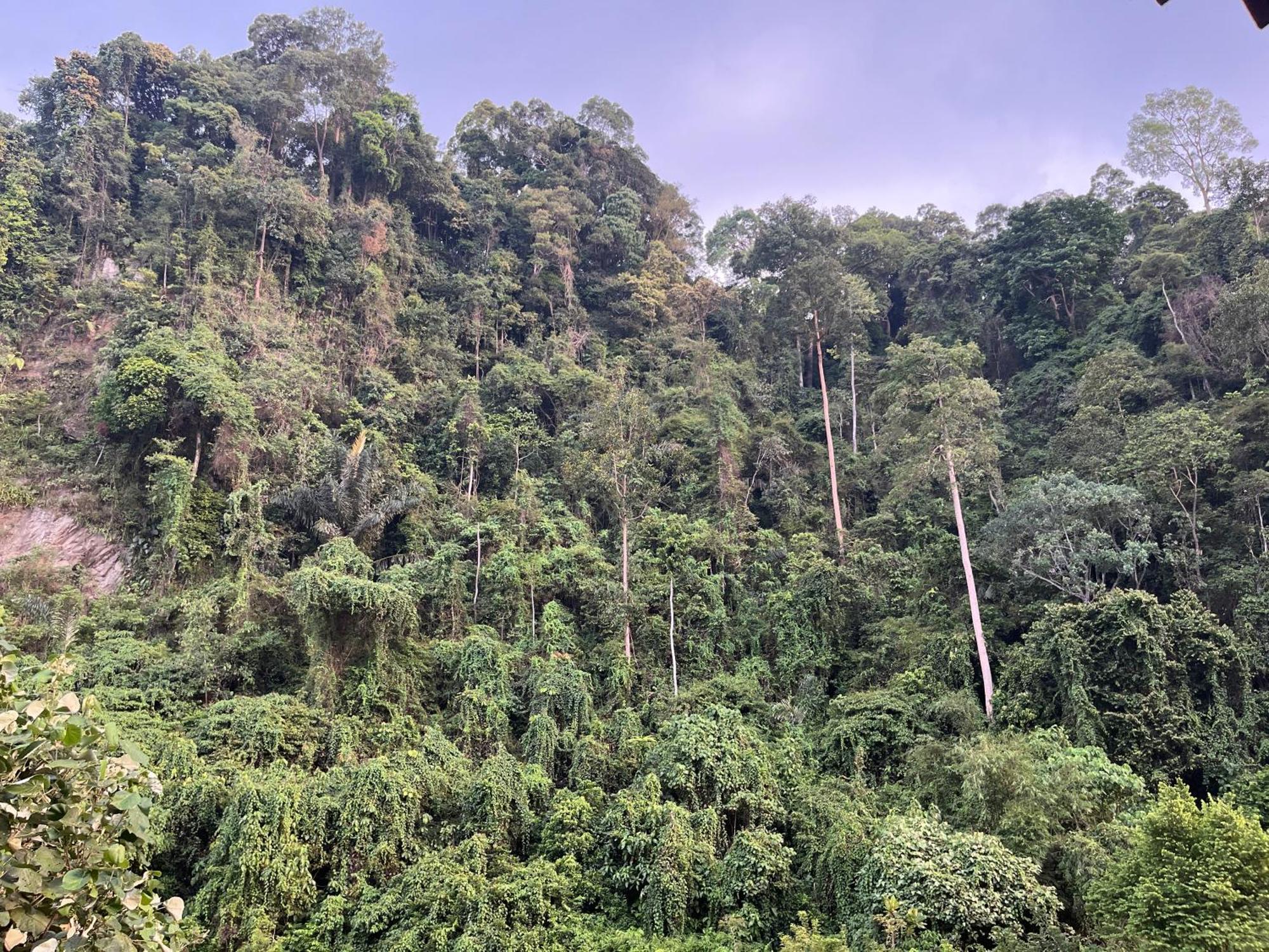 Ridho'S Homestay & Jungle Trekking 武吉拉旺 外观 照片