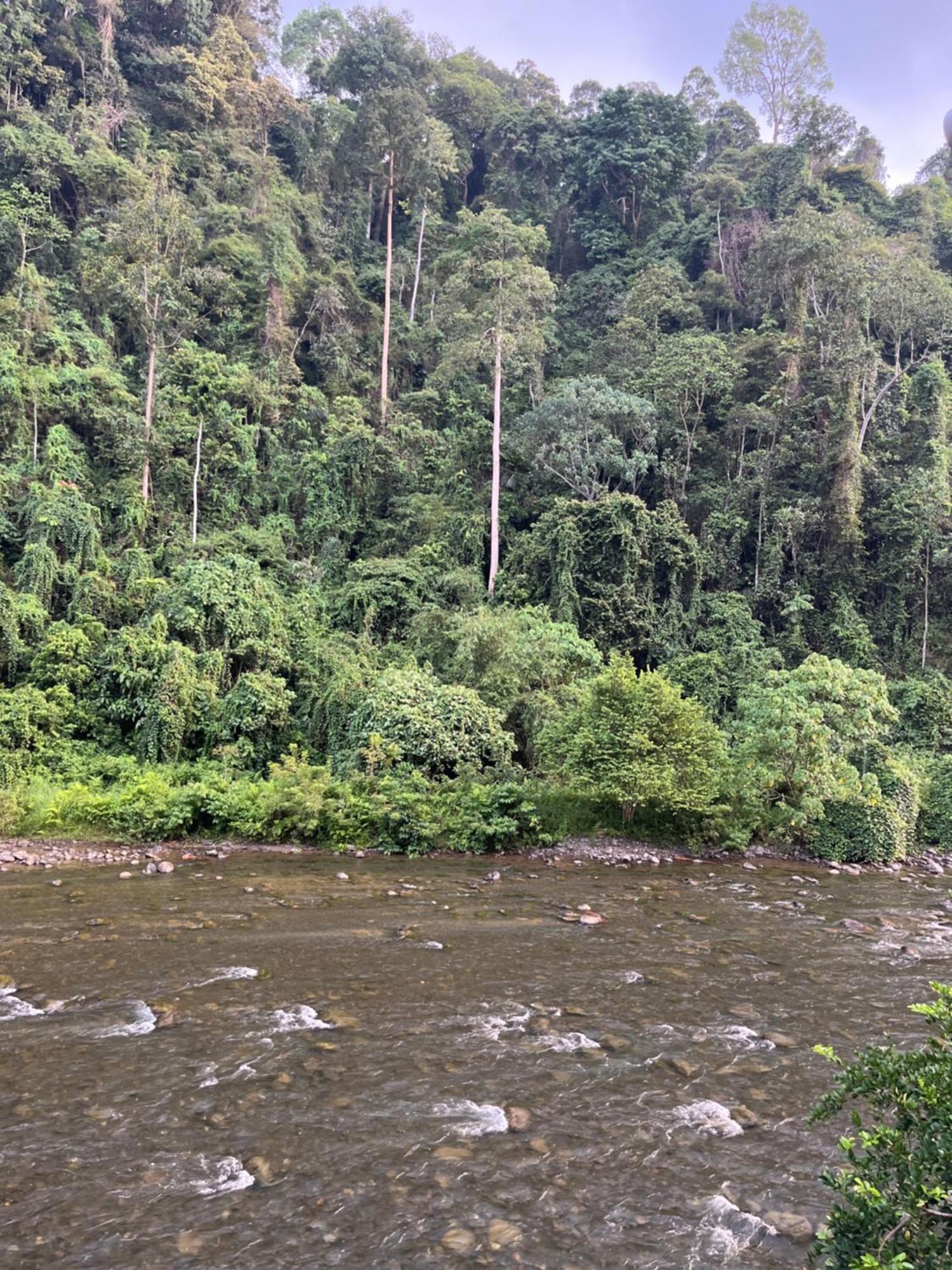 Ridho'S Homestay & Jungle Trekking 武吉拉旺 客房 照片