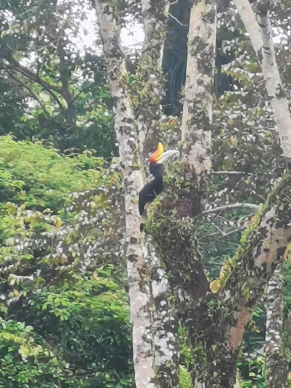 Ridho'S Homestay & Jungle Trekking 武吉拉旺 外观 照片