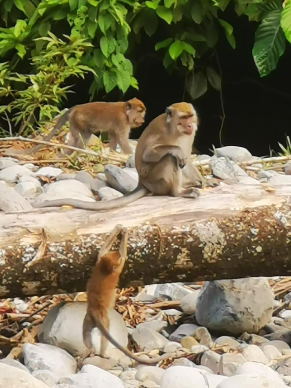 Ridho'S Homestay & Jungle Trekking 武吉拉旺 外观 照片
