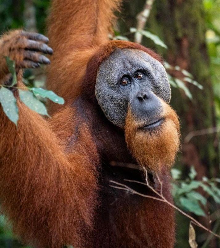Ridho'S Homestay & Jungle Trekking 武吉拉旺 外观 照片